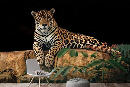 Animals and Birds Wallpapers 